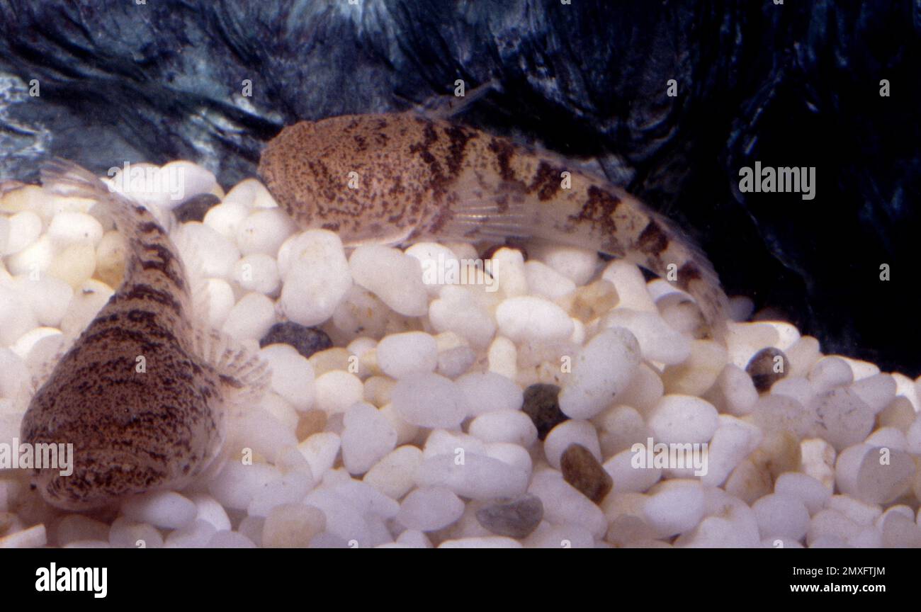 Thalassophryne amazonica (Potamobatrachus bispinosus), a freshwater toadfish from the Amazon basin Stock Photo