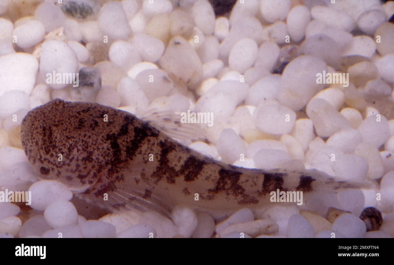 Thalassophryne amazonica (Potamobatrachus bispinosus), a freshwater toadfish from the Amazon basin Stock Photo