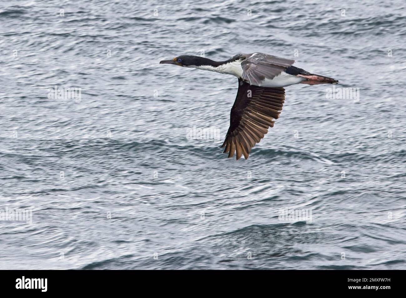 Imperial Shag (Leucocarbo atriceps), flying over the Beagle Channel, Tierra del Fuego, Patagonia, Argentina. Stock Photo