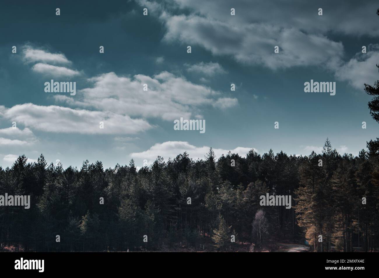 A landscape view of the pine trees in the forest Stock Photo - Alamy