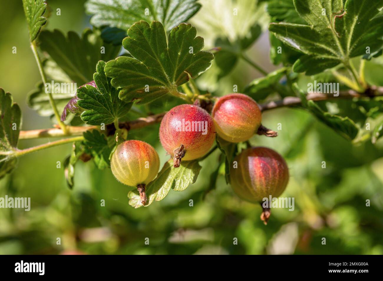 gooseberry on a branch Stock Photo - Alamy