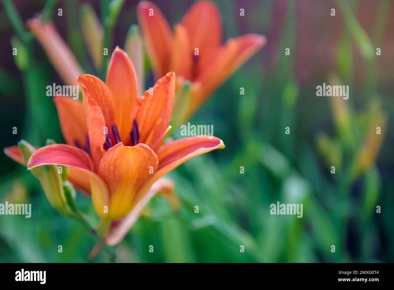 Blooming red lily (Lilium) in garden on blurry green background. Beautiful garden plant in flower bed. Close-up. Stock Photo