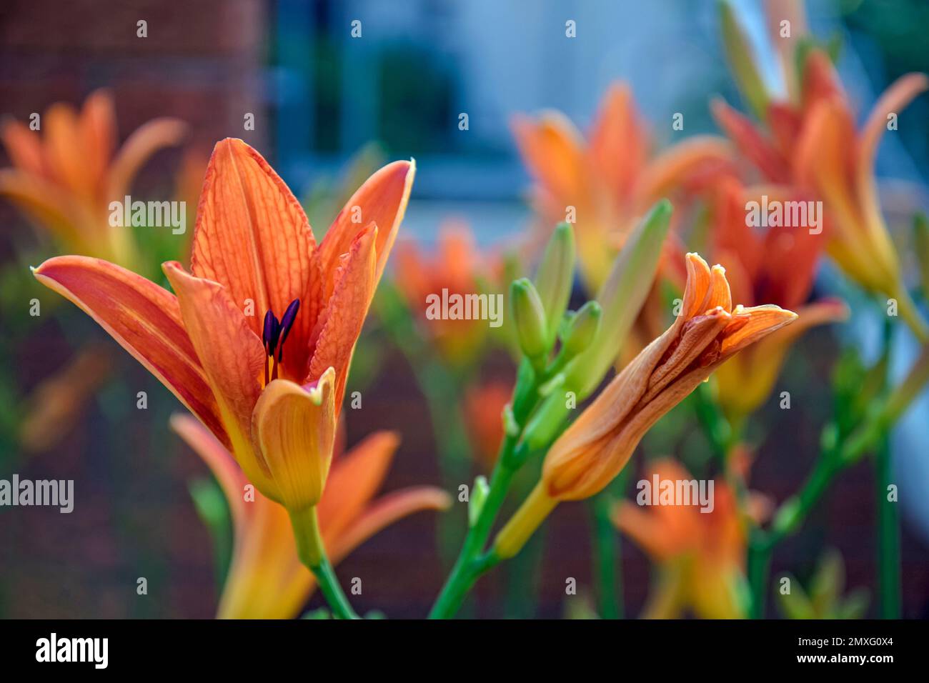Blooming red lily (Lilium) in garden on blurry background. Beautiful garden plant in flower bed. Close-up. Stock Photo