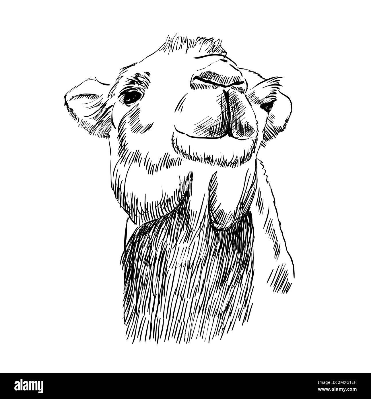 Camel art Black and White Stock Photos & Images Alamy