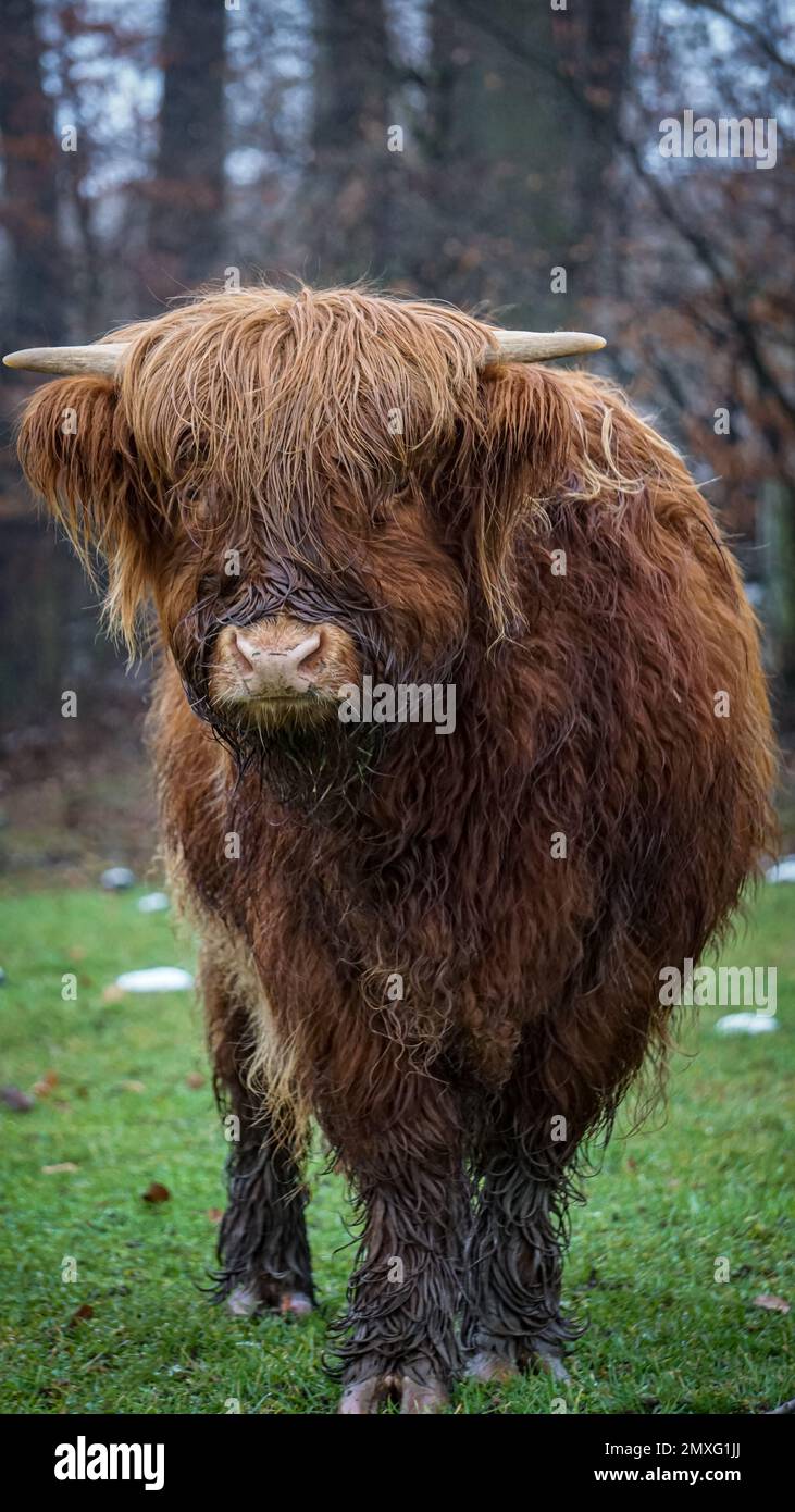 A vertical close-up of a Highland breed cow with long horns and long ...