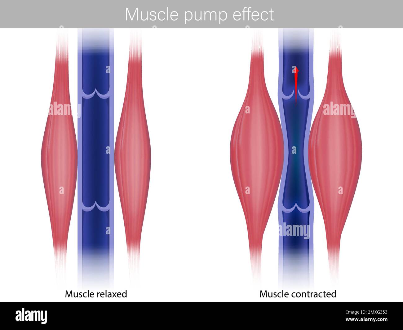 Skeletal Muscle pump effect. Illustration of muscle pump effect on venous return and muscle blood. Calf Muscles contracted and relaxed Stock Vector Image Art Alamy