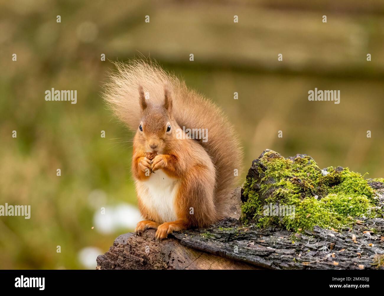A closeup of a common squirrel (Sciurus vulgaris) on a broken trunk of ...