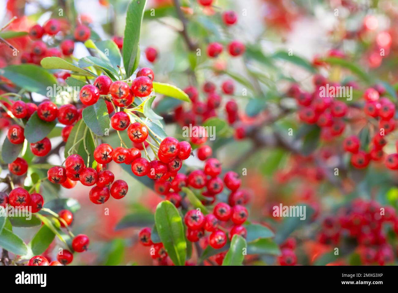 Bokeh background of A Brilliant Red Chokeberry Aronia arbutifolia bursting with red berries. Stock Photo