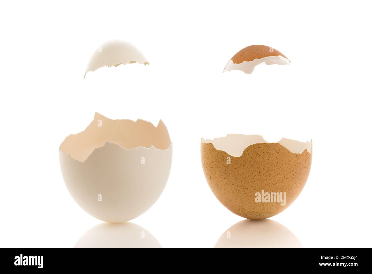 Two chicken eggs isolated on a white background. Combined with the ...