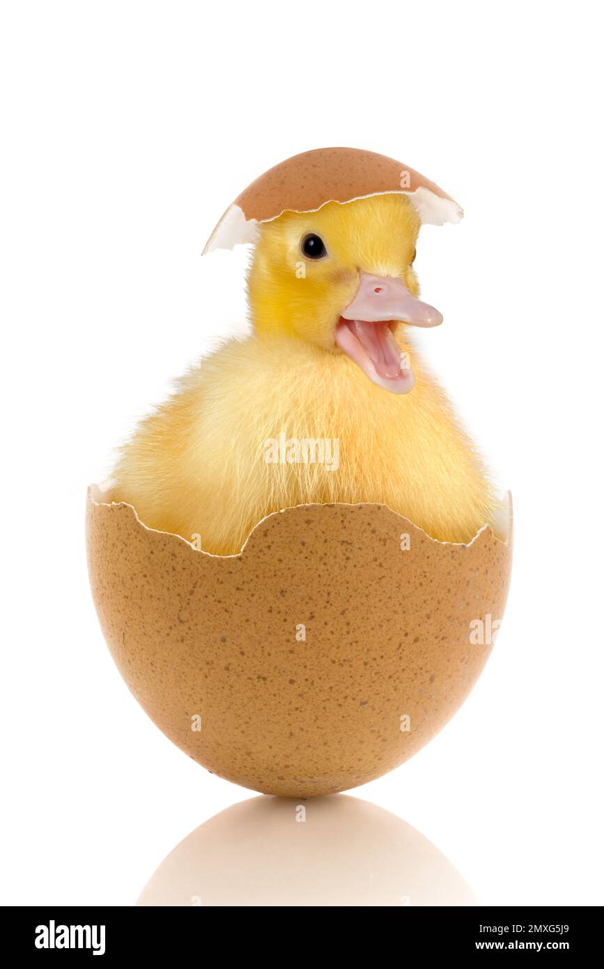 Easter image of a funny little baby duckling sitting in a broken egg Stock Photo