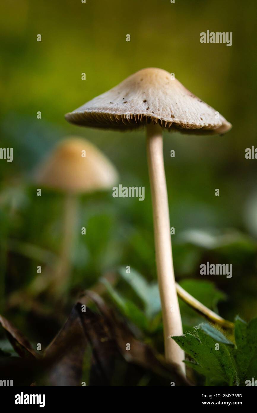 Fungi growing in the wood Stock Photo Alamy