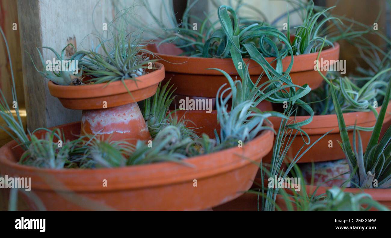 Close-up of several air plants on display in colourful terracotta trays / Minty green filter Stock Photo
