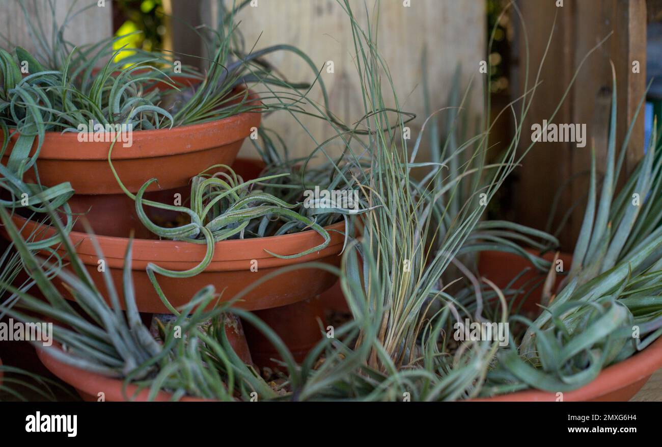 Close-up of several air plants on display in colourful terracotta trays / Minty green filter Stock Photo