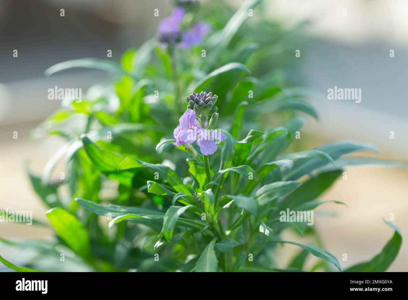 Close-up of Erysimum plant , Poem Lavender, Inerypolav Stock Photo