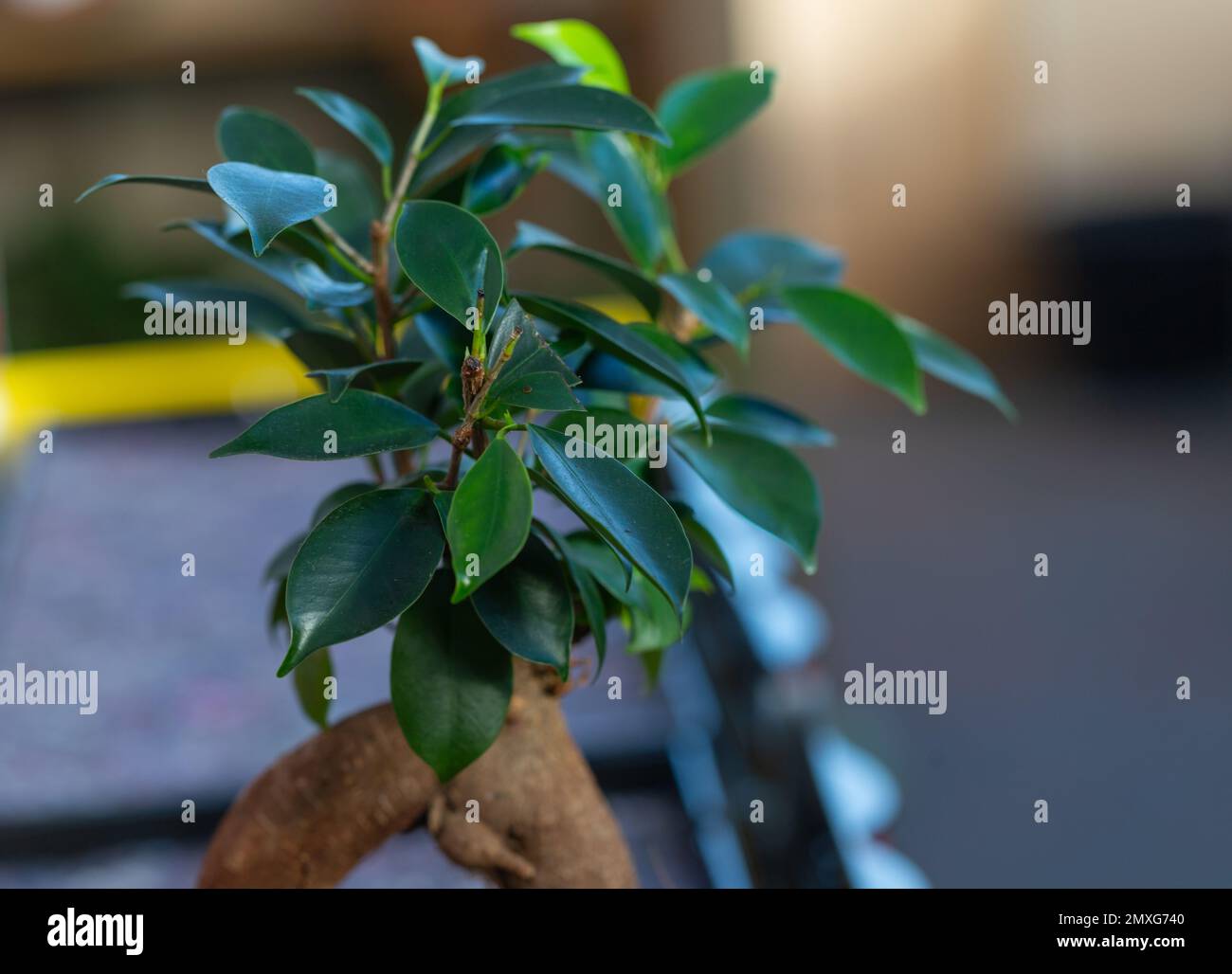 Close-up of a Ficus Ginseng Bonsai Tree Stock Photo