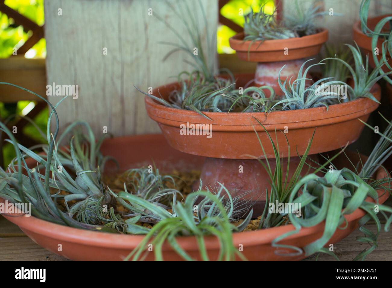 Close-up of several air plants on display in colourful terracotta trays . Stock Photo