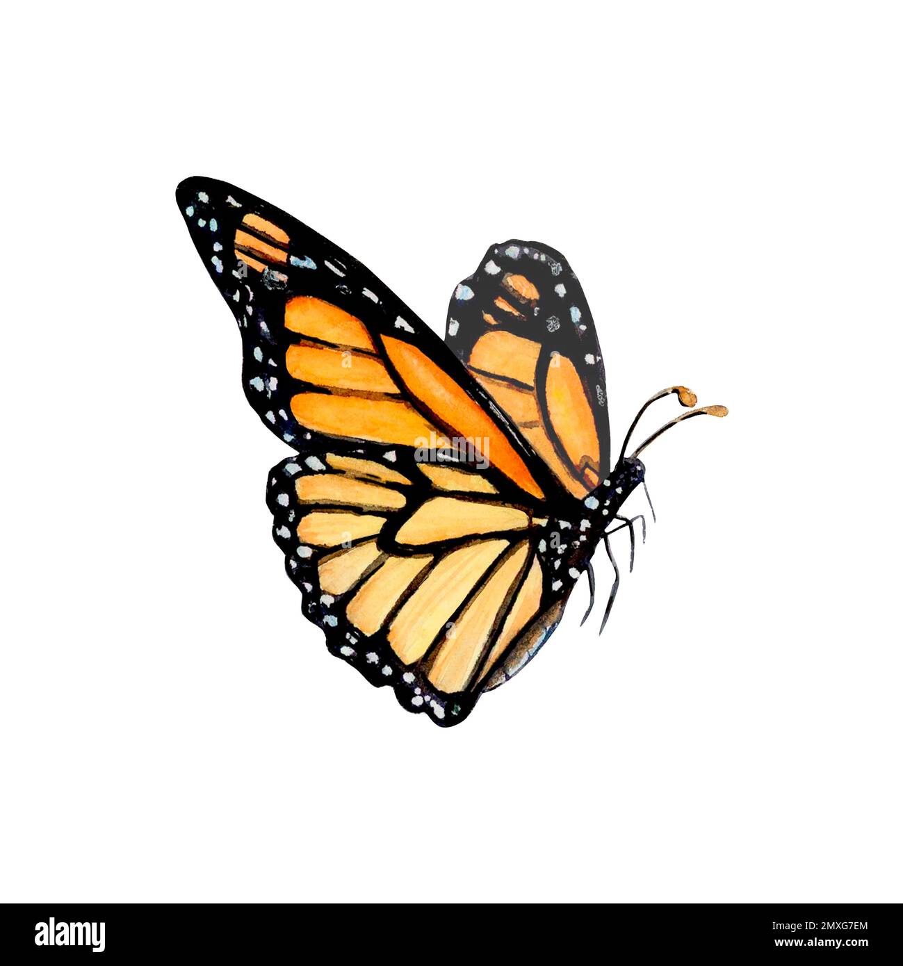 Monarch Butterfly Watercolor