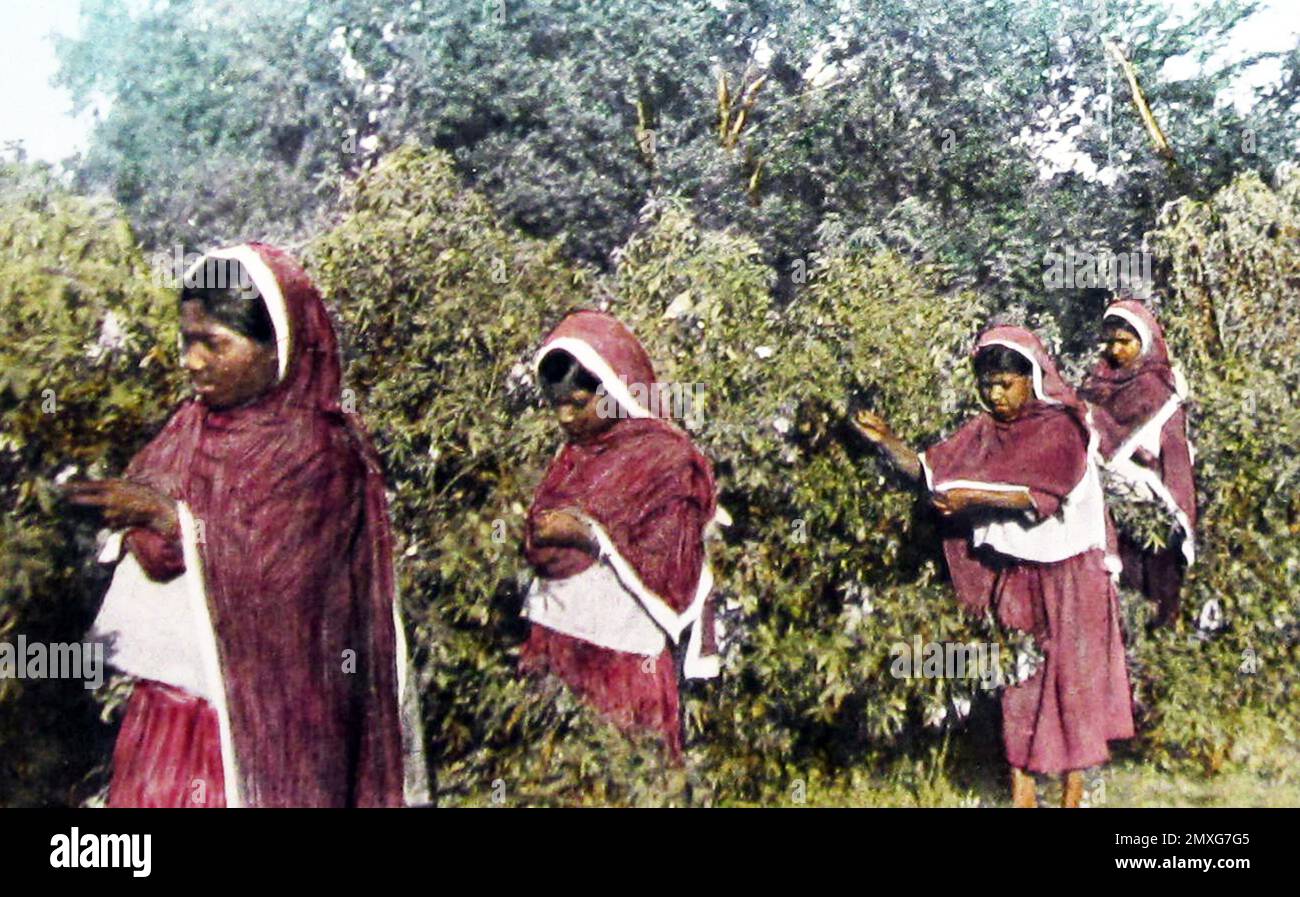 Indian tea pickers, Victorian period Stock Photo