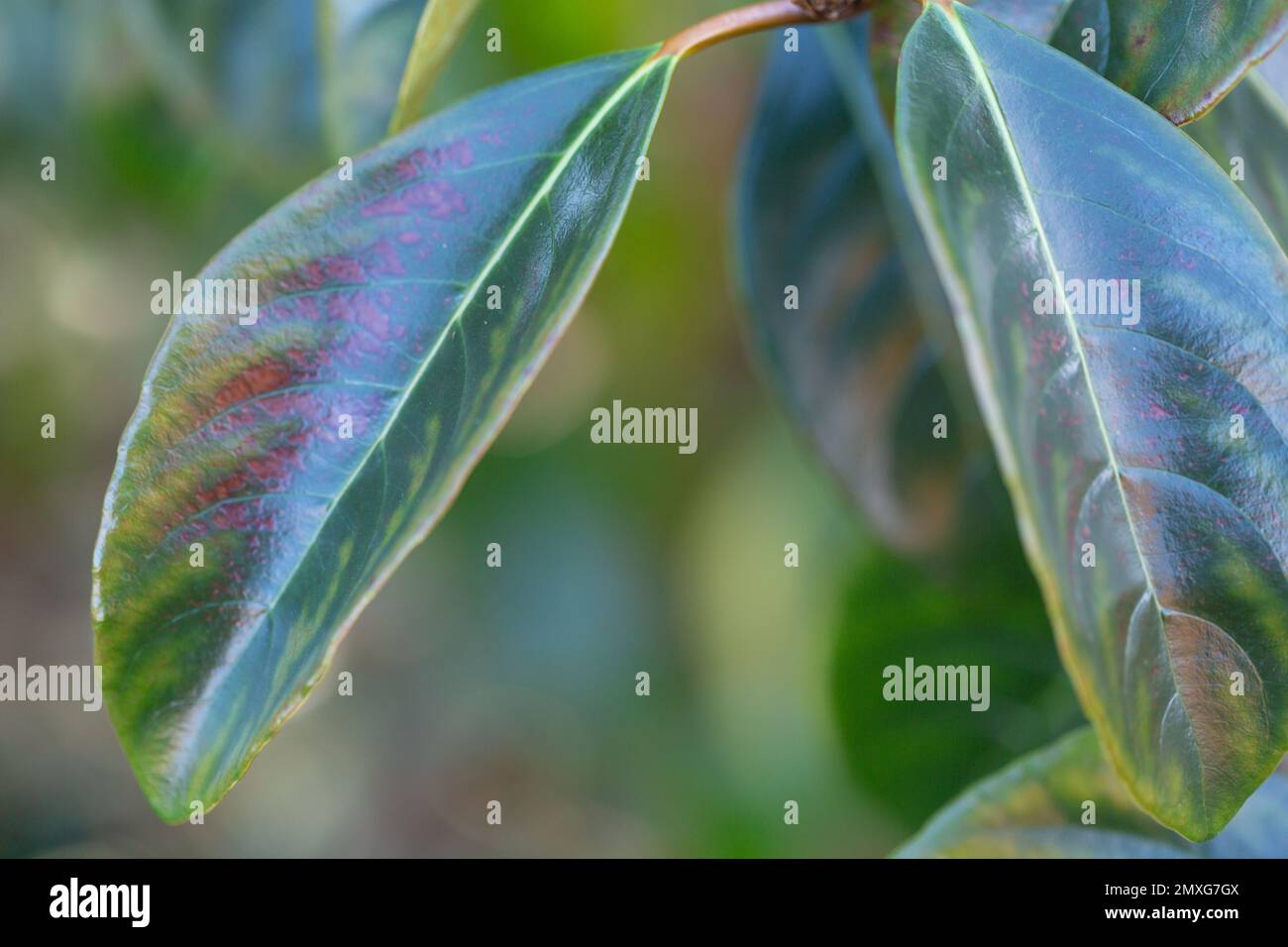 Closeup of glossy evergreen leaves of a Sweet Viburnum tree , Viburnum