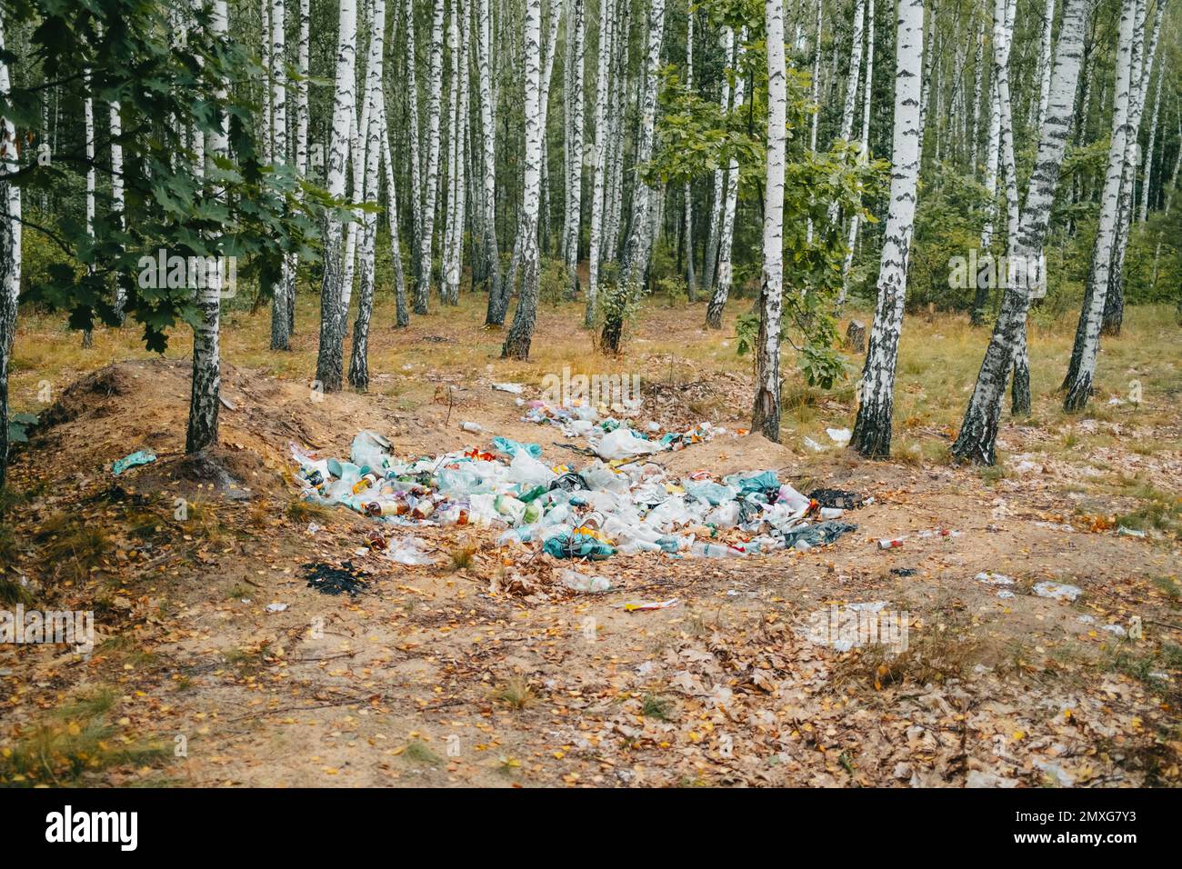 Garbage dump, trash in birch grove. Nature polluted by irresponsible ...
