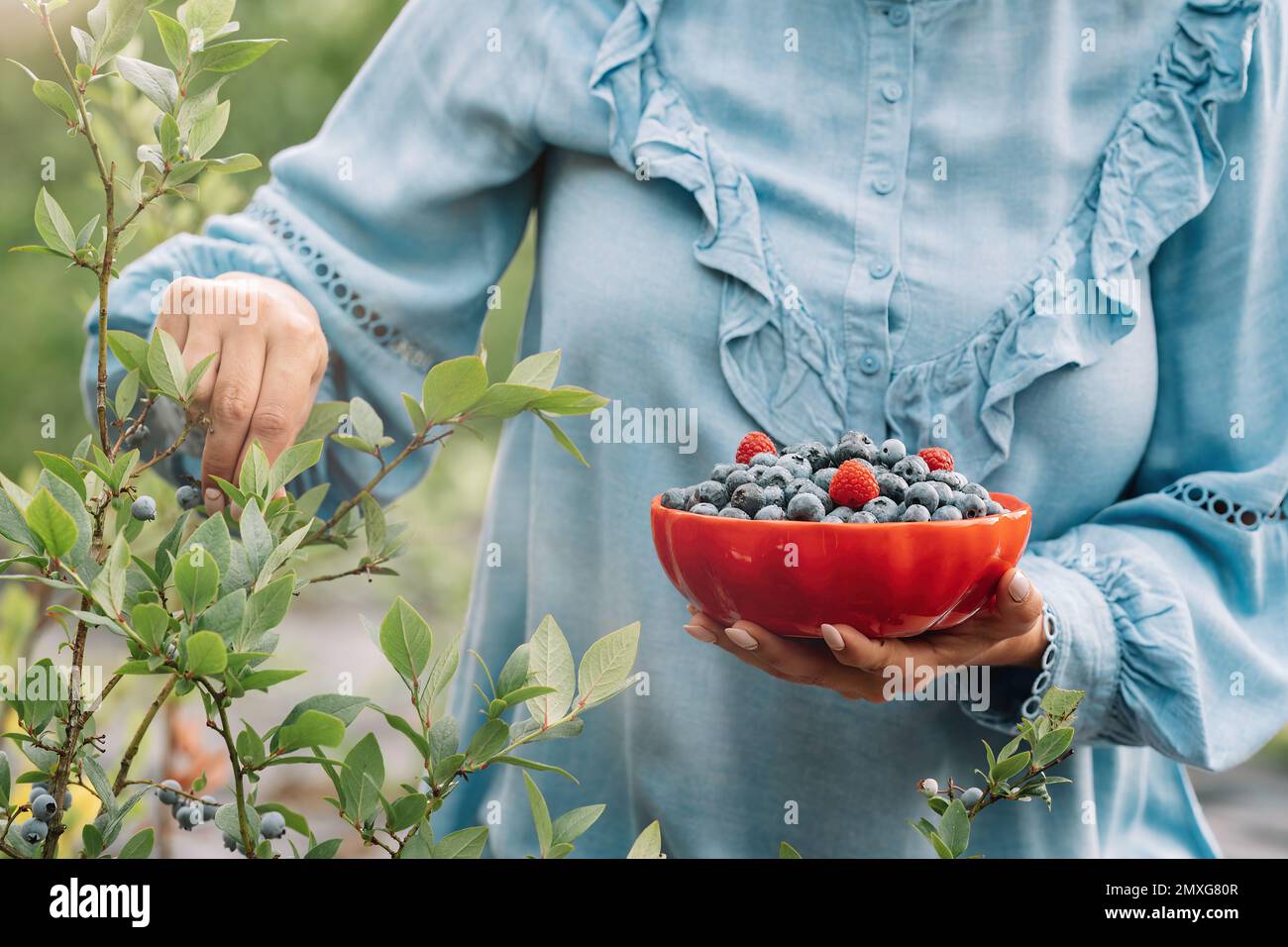 Woman holding blueberries on garden background. Rich blackberry harvest. Fresh ripe organic berries - great bilberry plant. Diet, antioxidant, healthy Stock Photo
