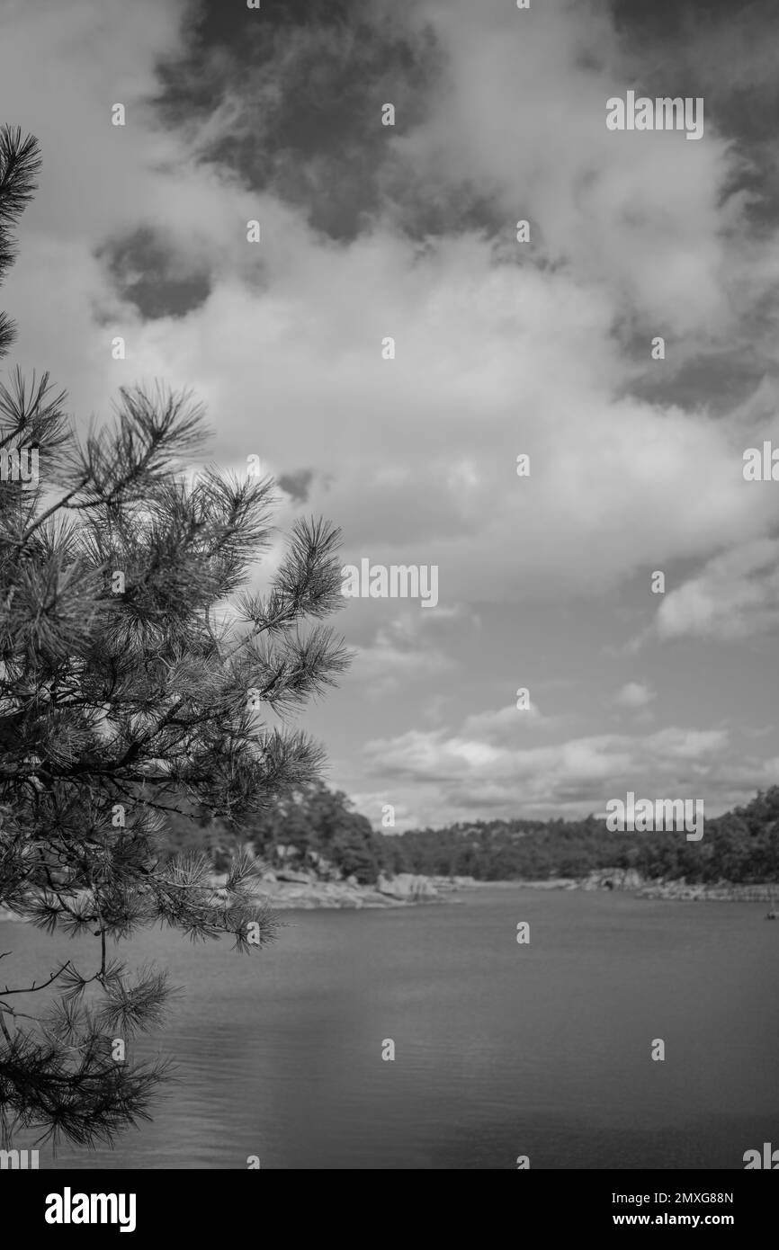 A grayscale of a lake surrounded by the trees of the dense forest under ...