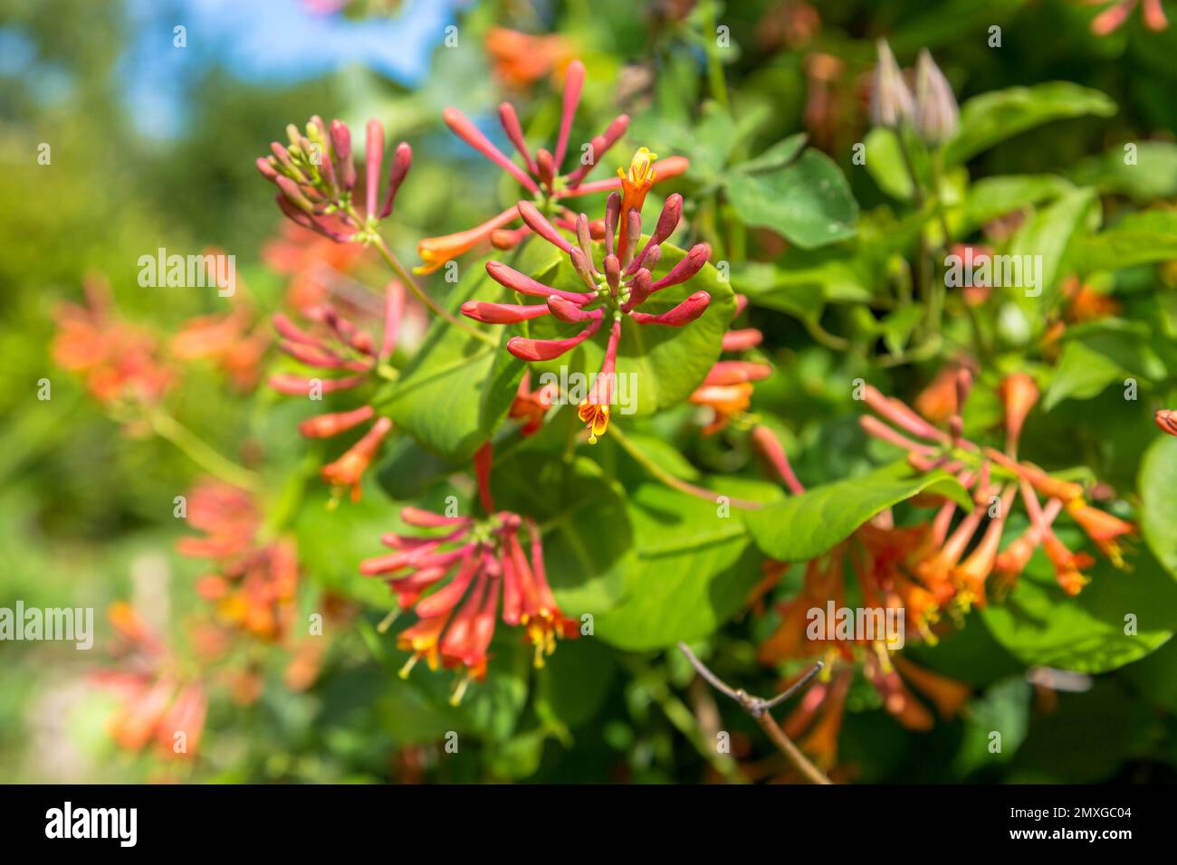 Lonicera sempervirens flowers, common names coral honeysuckle, trumpet honeysuckle, or scarlet honeysuckle, in bloom. Stock Photo