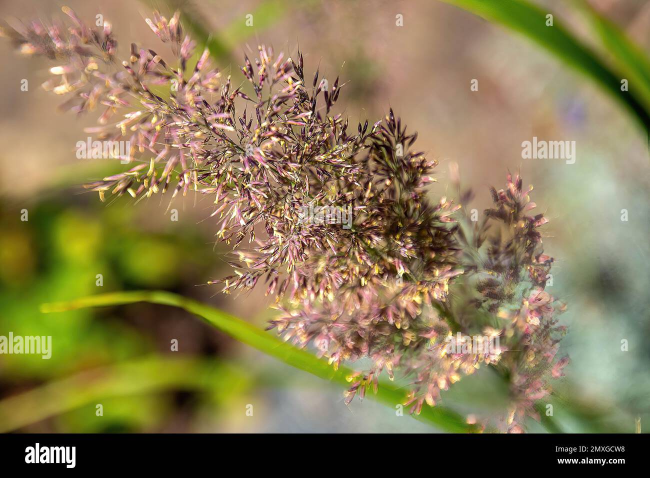 A closeup of a whisk of a molasses grass plant against a blurred background. Stock Photo