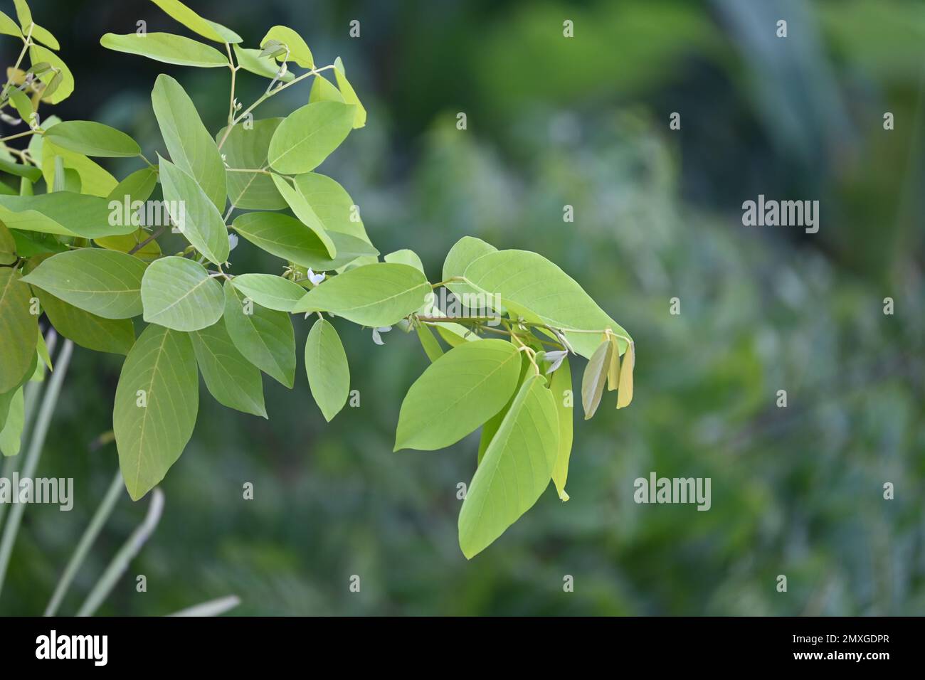 A closeup of green leaves of Cocculus orbiculatus, blurred background Stock Photo