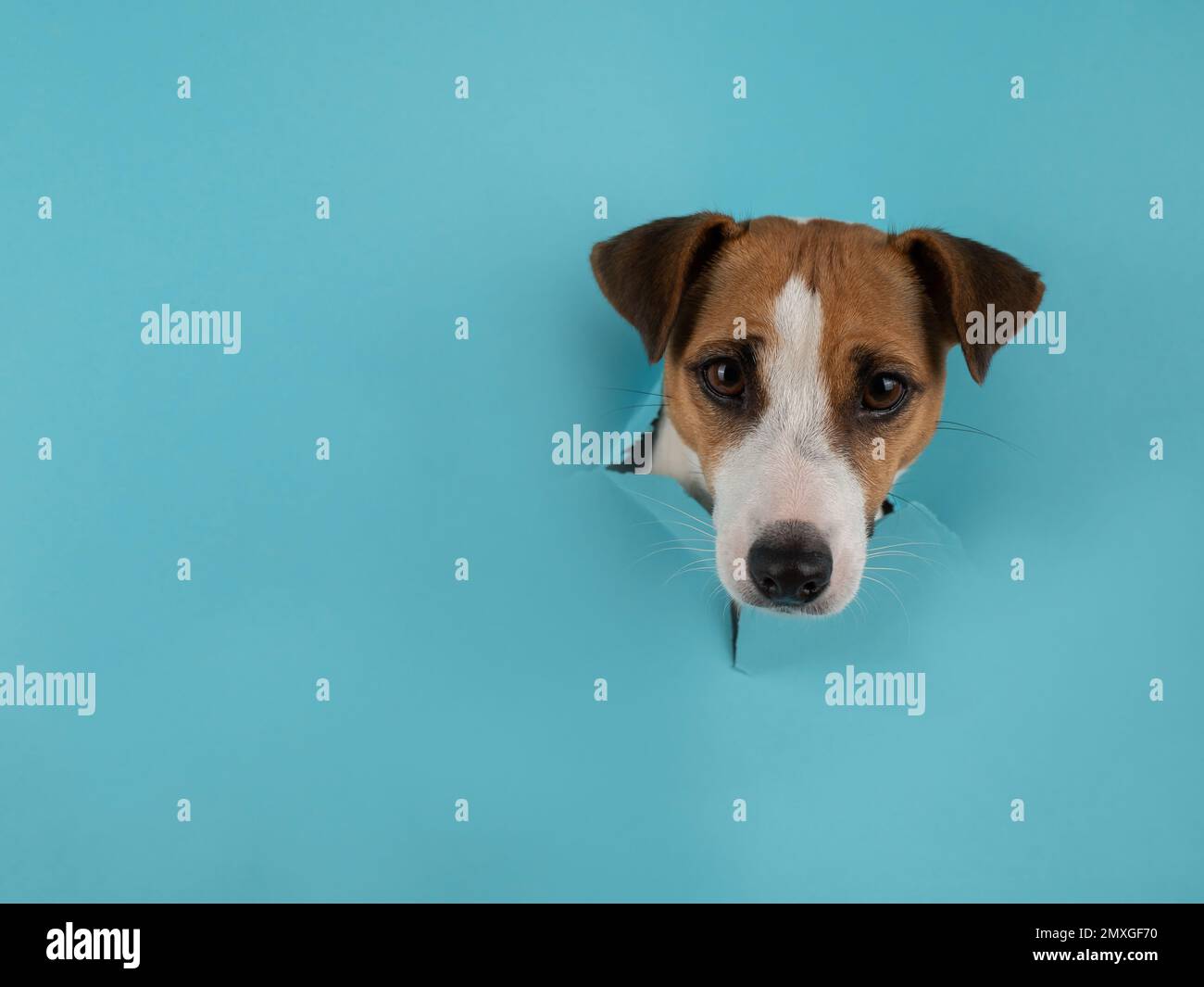 Funny dog muzzle jack russell terrier sticks out of a hole in a blue