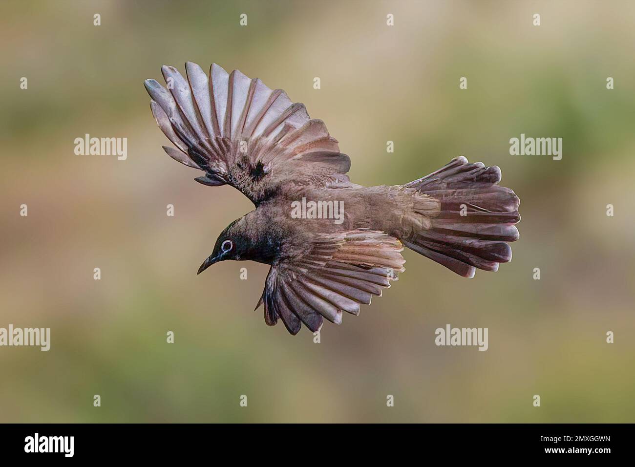A closeup of a Cape bulbul, Pycnonotus capensis flying in the sky with its wings wide open Stock Photo