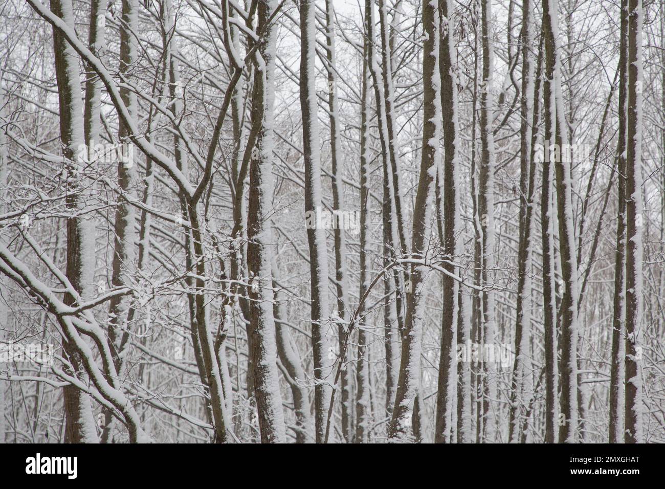 Snowy trees in Pruszcz Gdanski, Poland Stock Photo
