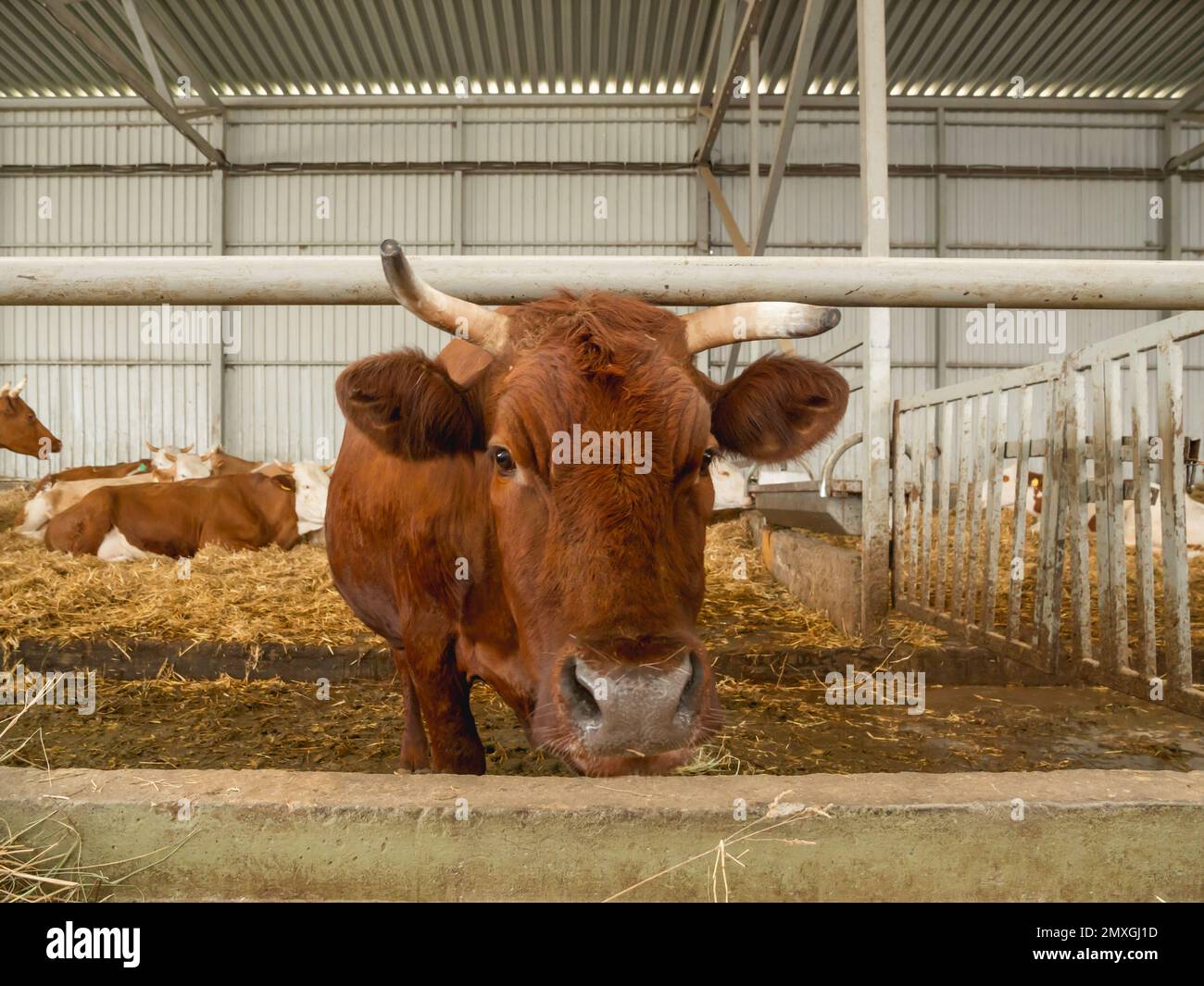 Brown cow chewing hay. Herd of cows and bulls in cowshed. Animal