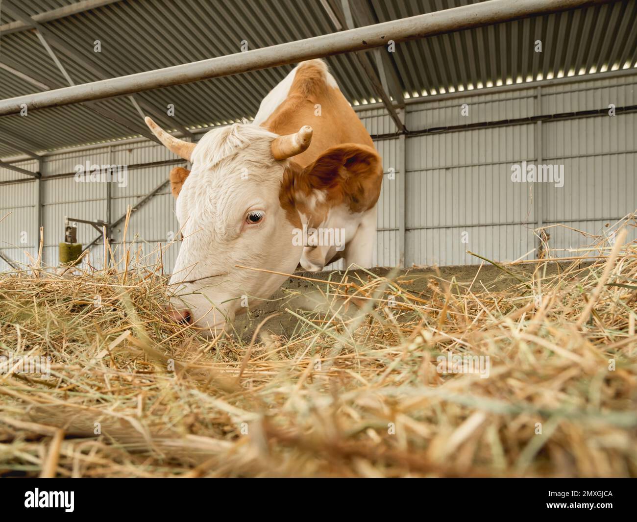 Brown cow chewing hay. Herd of cows and bulls in cowshed. Animal