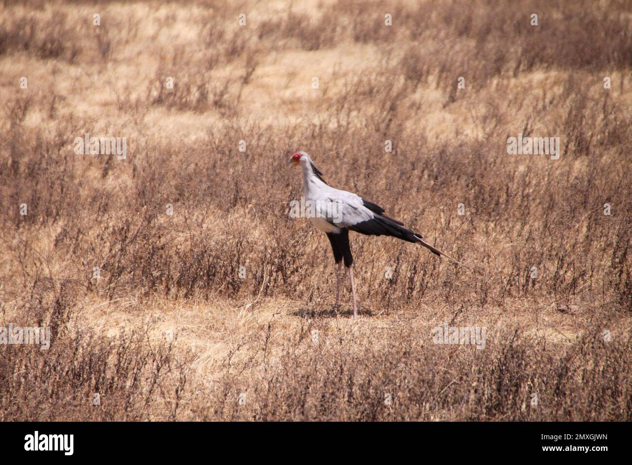 Secretary bird in natural habitat hi-res stock photography and images ...