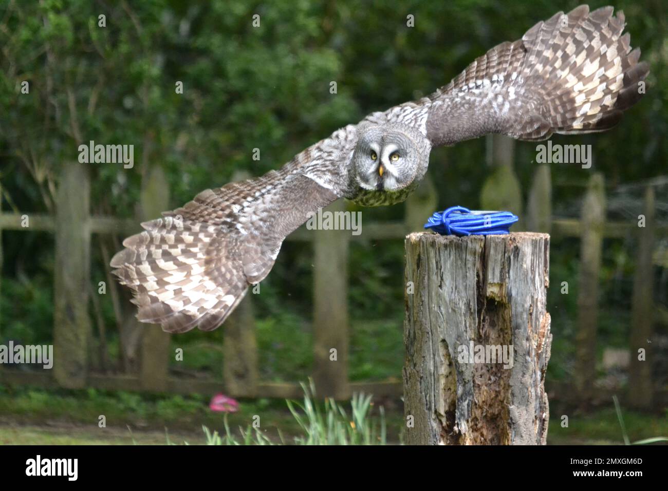 Great Grey Owl - Owl In Flight With Large Wingspan + Piercing Eyes - Strix Nebulosa - Owl Family Strigidae - Animal Park - UK Stock Photo