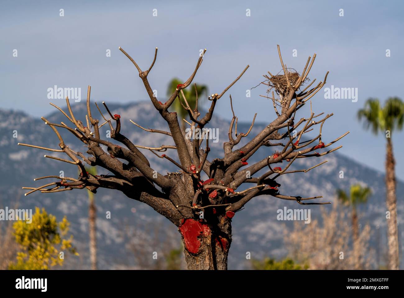 A pruned tree, on the tree Burgundy slurry  and bird's nest Stock Photo
