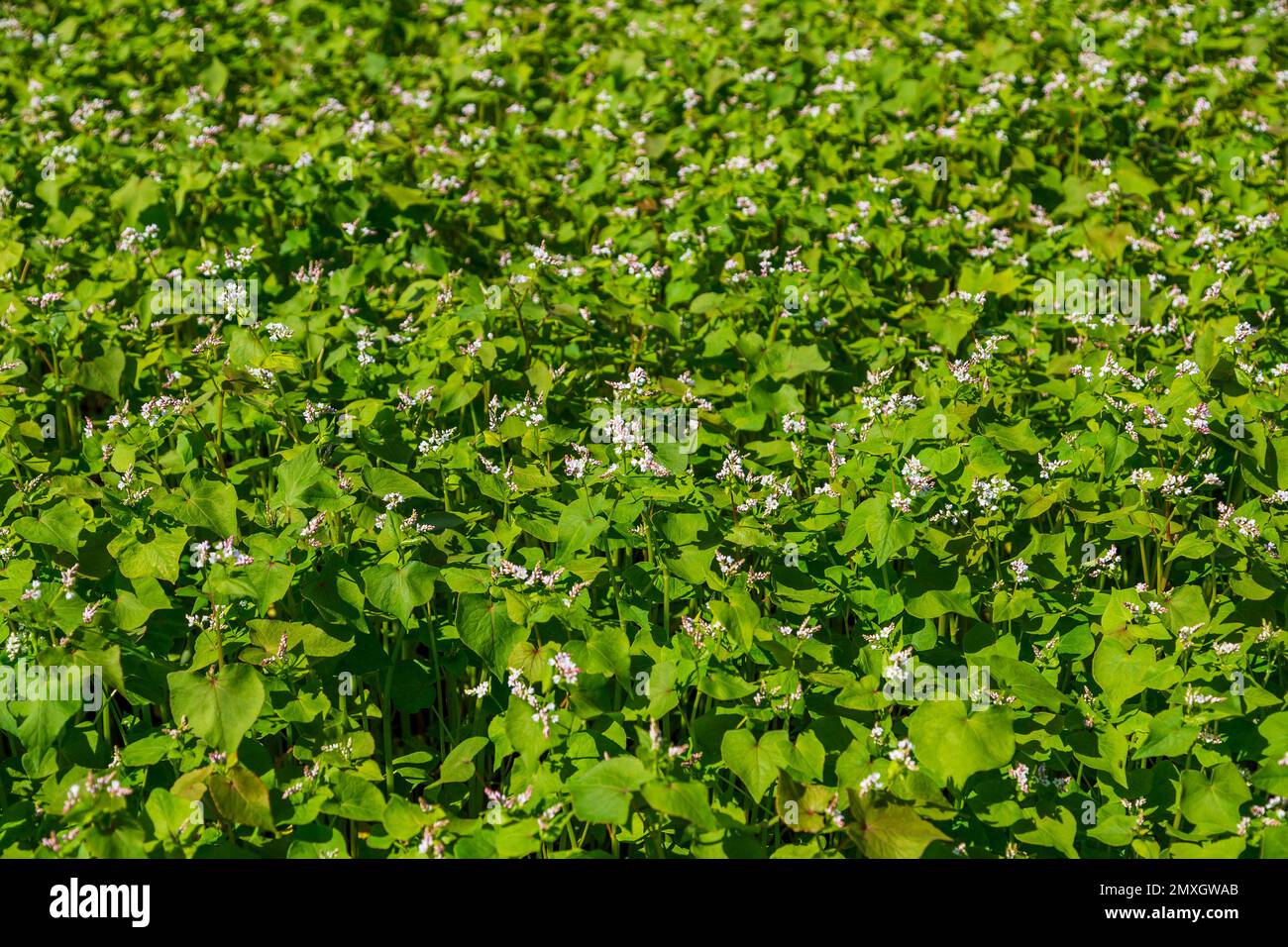 Buckwheat blooms in the field. White flowers. Sky with dark clouds