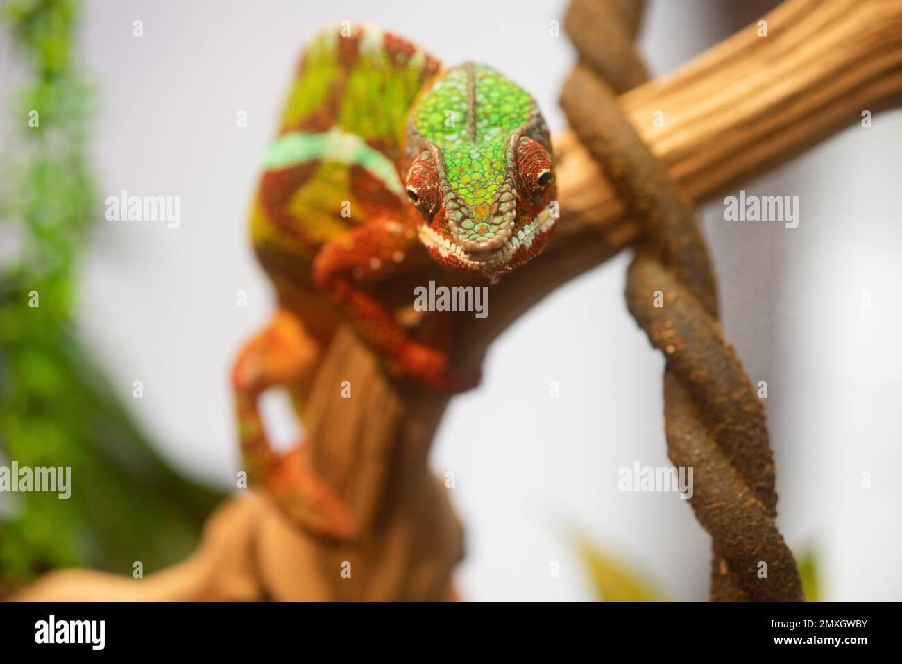 Small cute chameleon in the terrarium Stock Photo