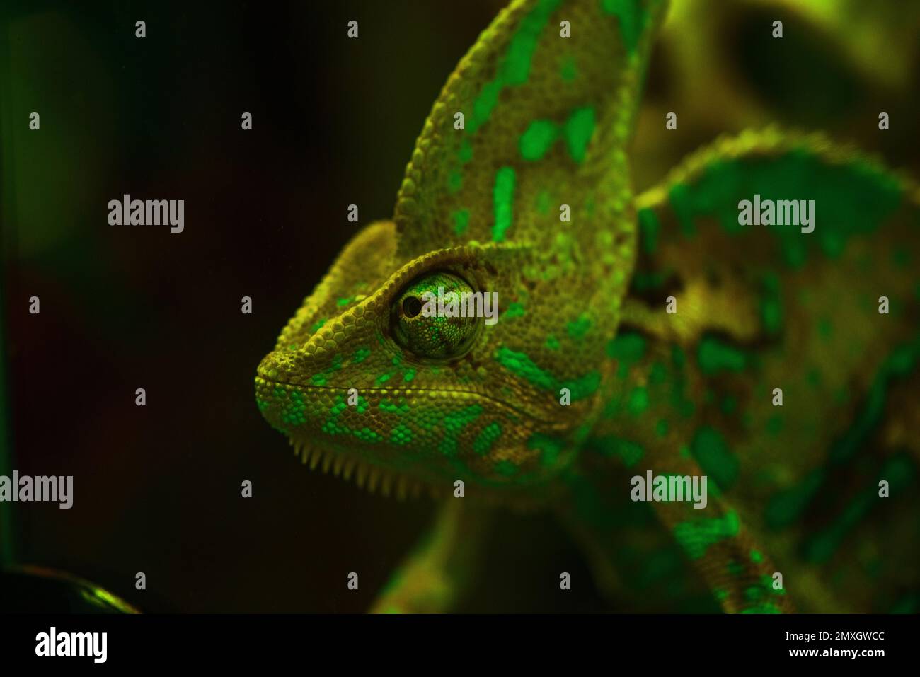 Small cute chameleon in the terrarium Stock Photo