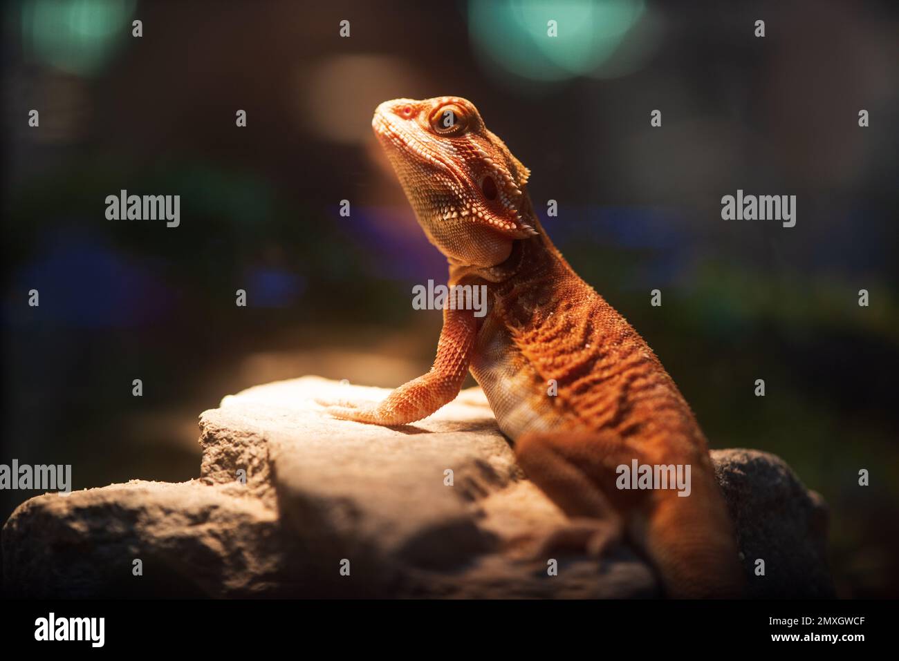 Lizard in a terrarium with beautiful lighting Stock Photo