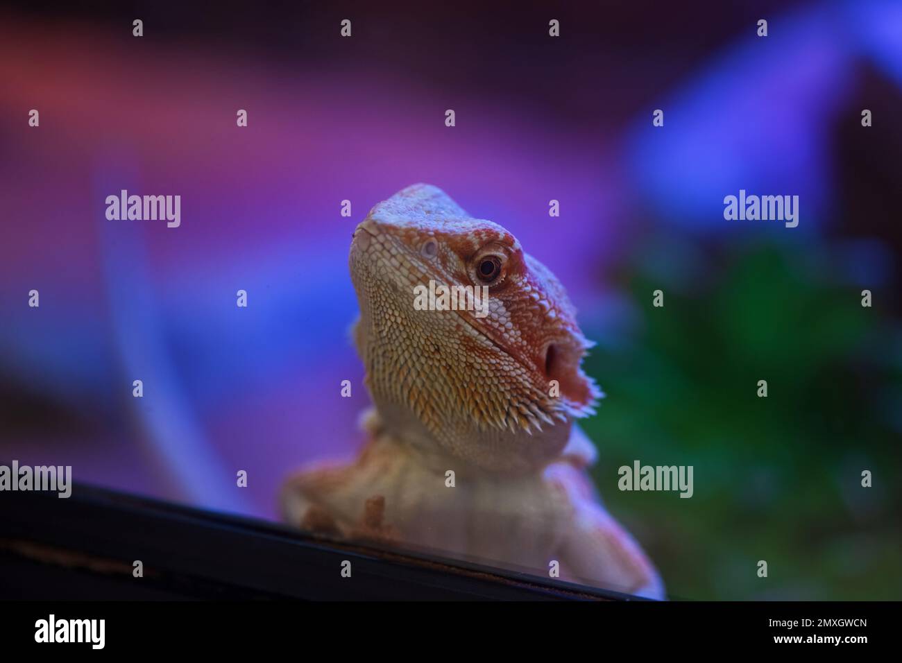 Lizard in a colorful terrarium with beautiful lighting Stock Photo