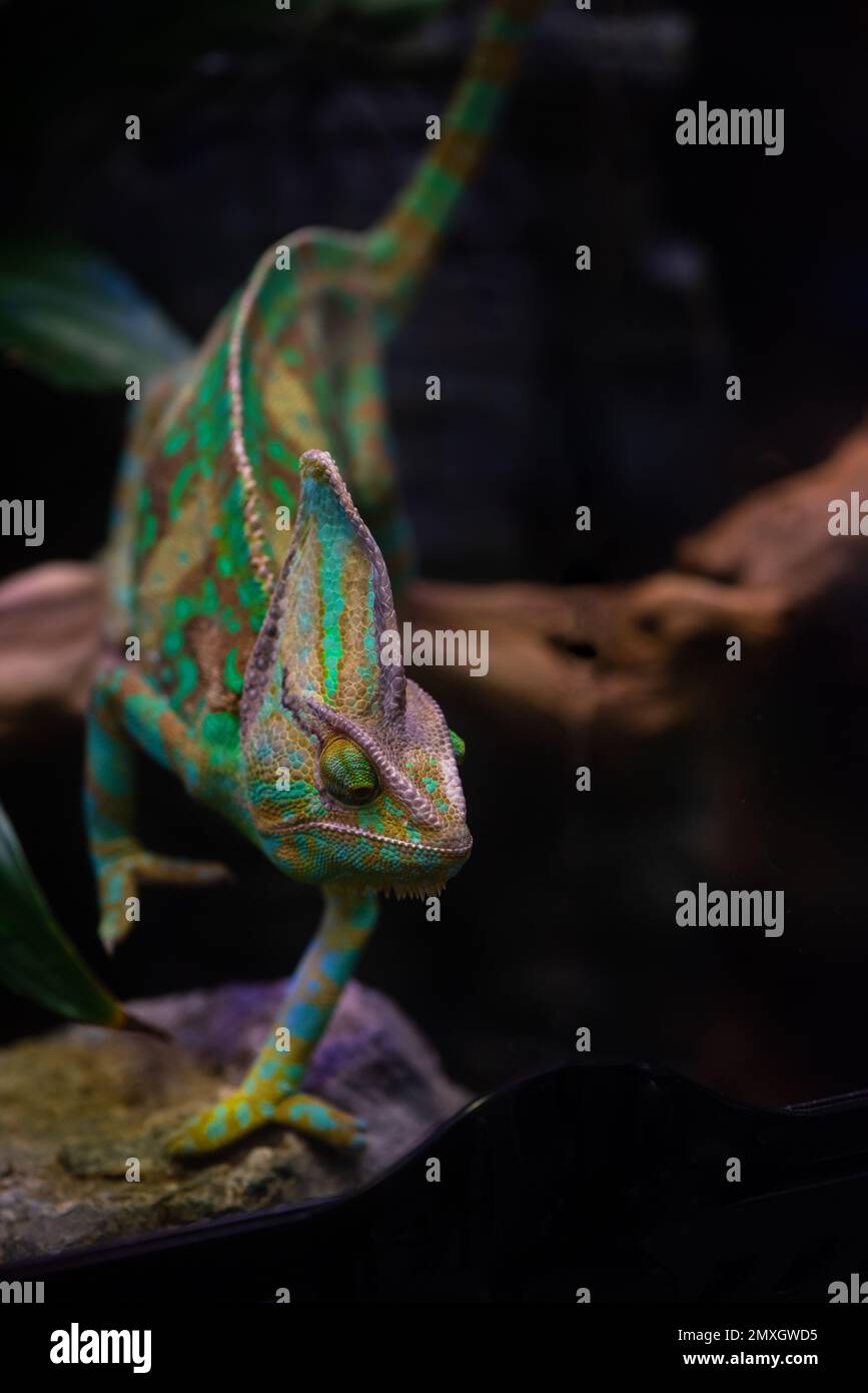 Green cute chameleon in the terrarium Stock Photo