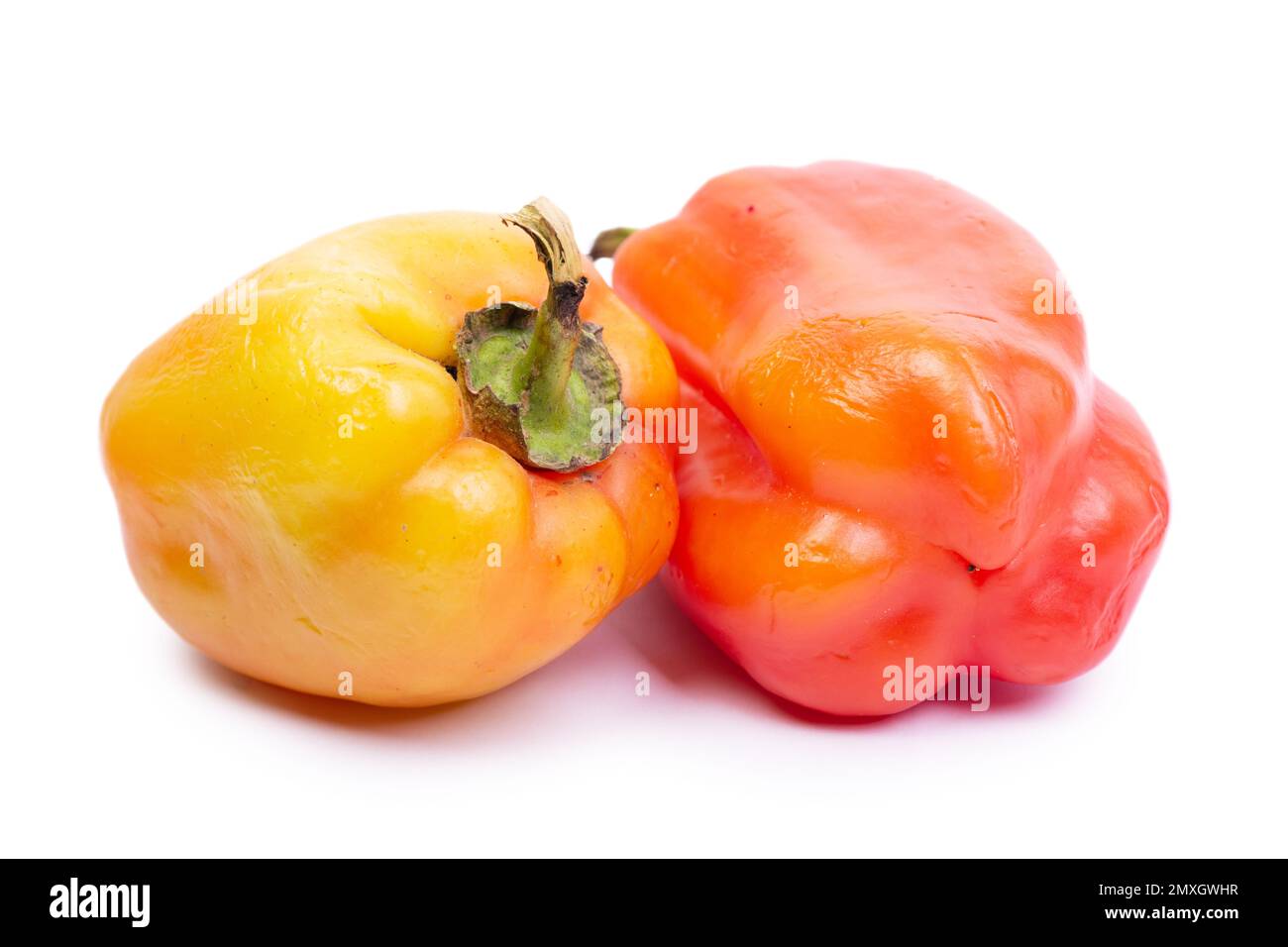 Two old bell peppers isolated on white background Stock Photo