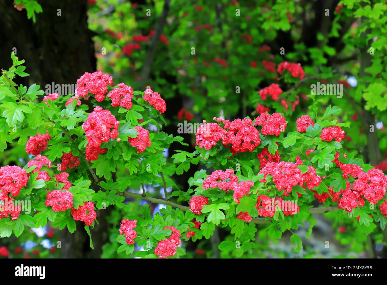 Common hawthorn prickly swaying in wind. Tree, bushes of hawthorn Crataegus laevigata with small pink, red flowers. Plant for medicine, pharmacology, Stock Photo