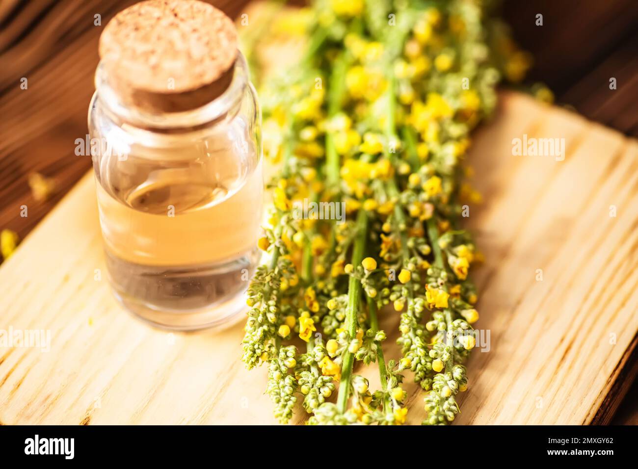 Verbascum nigrum, black mullein or dark mullein Fresh Herbs, Olive Oil. Herbal remedies. Stock Photo