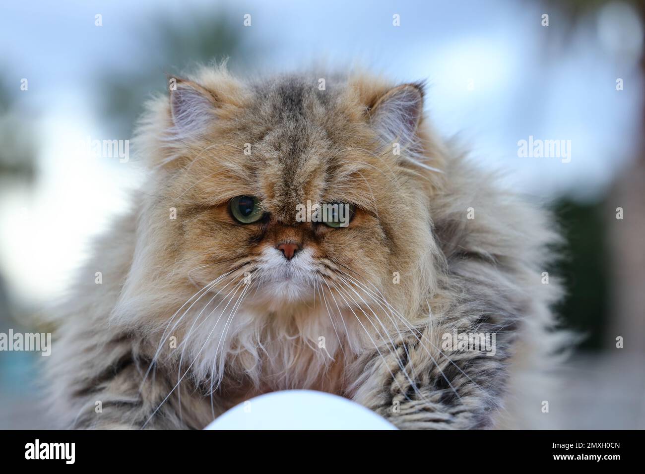 British longhair cat kitten black hi-res stock photography and images ...