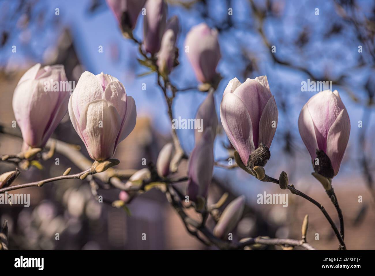 Magnolia buds on tree (Magnolia × soulangeana Stock Photo - Alamy
