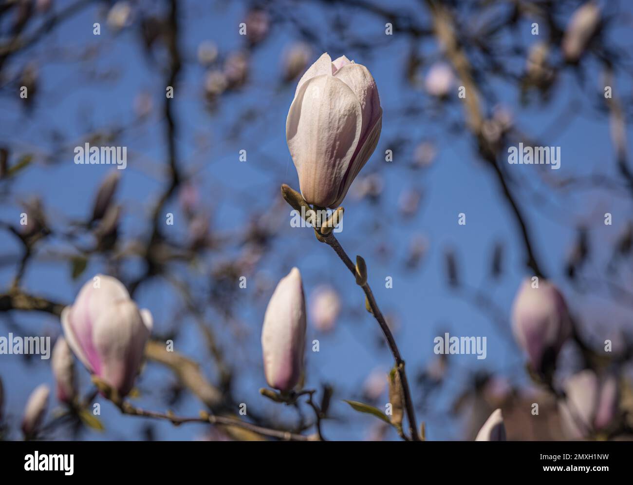 Magnolia buds on tree (Magnolia × soulangeana Stock Photo - Alamy