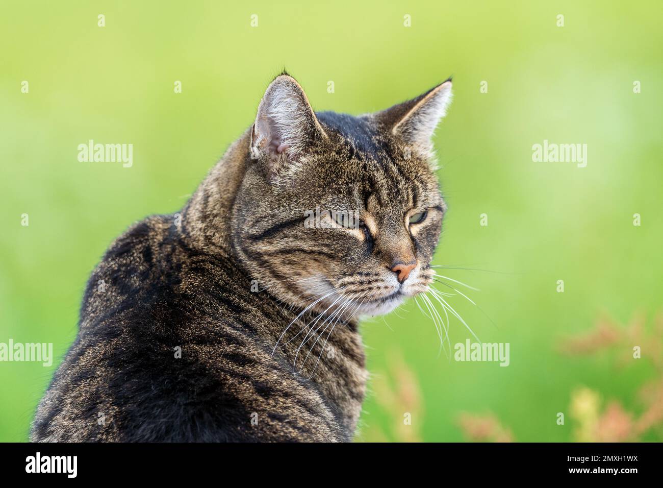 Closeup of a tabby cat looking back with an angry face Stock Photo by  wirestock